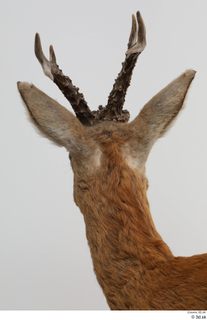 European roe deer head neck 0002.jpg